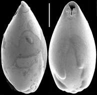 Image of Neopleurostomella polymorpha (Popescu & Crihan 2005)