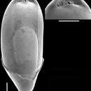 Image of Obesopleurostomella boltovskoyi Hayward 2012