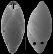 Image of Obesopleurostomella parviapertura (Kennett 1967)