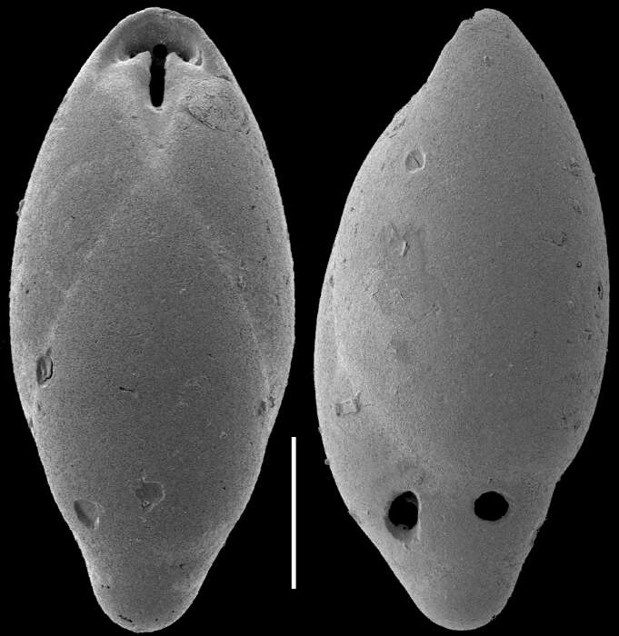 Image of Obesopleurostomella parviapertura (Kennett 1967)