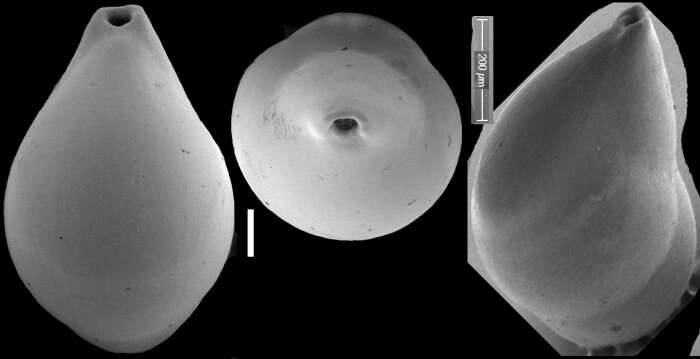 Image of Obesopleurostomella brevis (Schwager 1866)