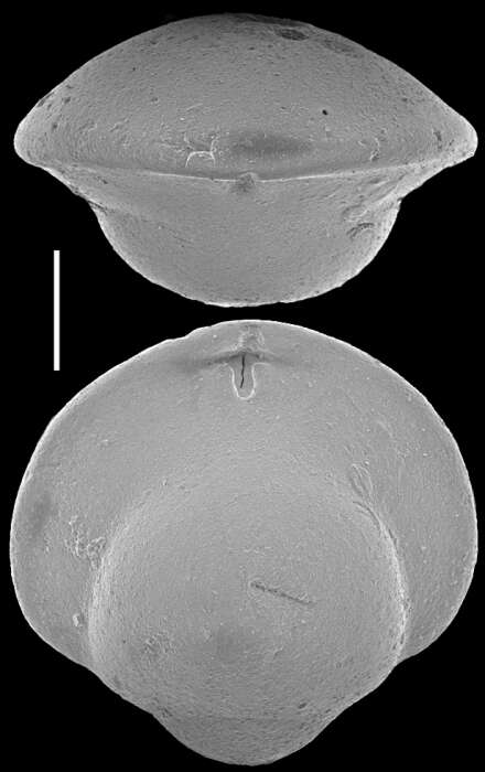 Image of Obesopleurostomella concava (Hermelin 1991)