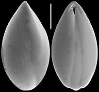 Image of Obesopleurostomella pleurostomella (Silvestri 1904)