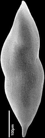 Image of Pleurostomellidae