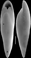 Image of Pleurostomella alazanensis Cushman 1925