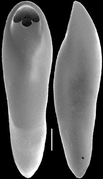 Image of Pleurostomella alazanensis Cushman 1925