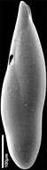 Image of Pleurostomella alazanensis Cushman 1925