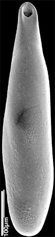 Image of Pleurostomella alazanensis Cushman 1925