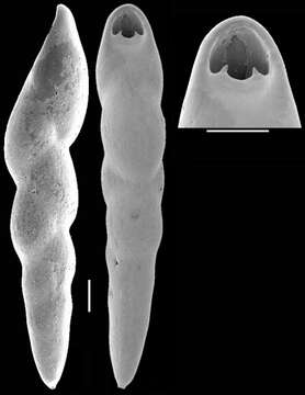 Image of Pleurostomella alternans Schwager 1866