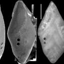 Image of Pleurostomella frons Todd 1957