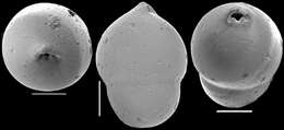 Image of Pleurostomella globulifera Franke 1913