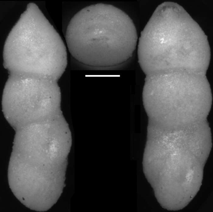 Image of Pleurostomella greatvalleyensis Trujillo 1960