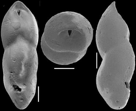 Image de Pleurostomella incrassata Hantken 1883