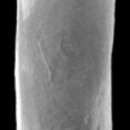 Image of Pleurostomella lata Keyzer 1953