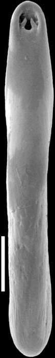 Image of Pleurostomella lata Keyzer 1953