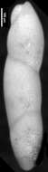 Image of Pleurostomella nuttalli Cushman & Siegfus 1939