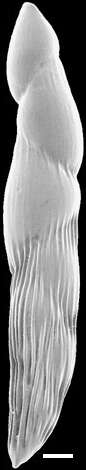 Image of Pleurostomella sapperi Schubert 1911