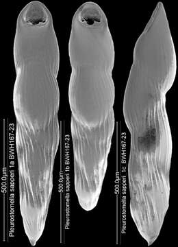 Image of Pleurostomella sapperi Schubert 1911