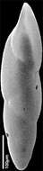 Image of Pleurostomella wadowicensis Grzybowski 1896