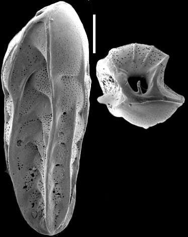 Image of Bolivinitidae