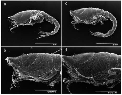 Image of Leucon subgen. Crymoleucon