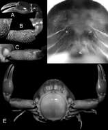 Image of <i>Ryphila bertrandi</i> Galil & Ng 2015