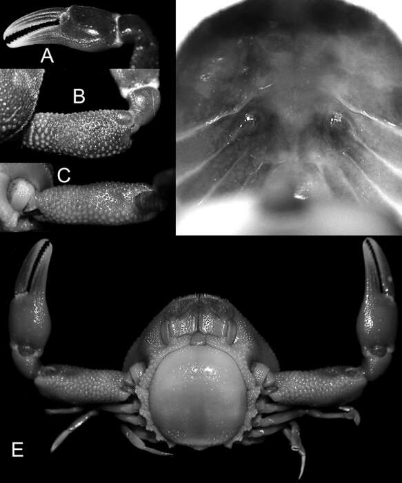 Image of <i>Ryphila bertrandi</i> Galil & Ng 2015