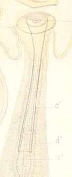 Image of Limnodrilus
