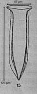 Image of Amphorellopsis tetragona (Jörgensen 1924) Kofoid & Campbell 1929