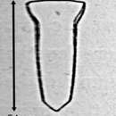 صورة Canthariella pyramidata (Jörgensen 1924) Kofoid & Campbell 1929