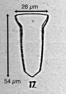 Image of Canthariella (Kofoid & Campbell 1929)