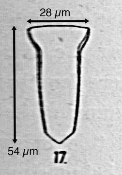 Image of Canthariella (Kofoid & Campbell 1929)