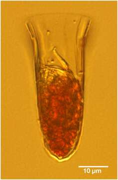 صورة Canthariella (Kofoid & Campbell 1929)