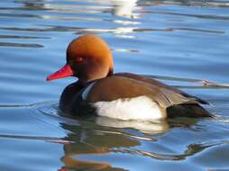 Image of Red-crested Pochard