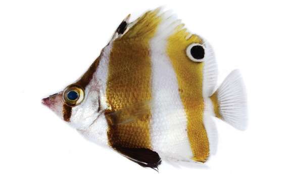 Image of Deep-blackfin butterflyfish
