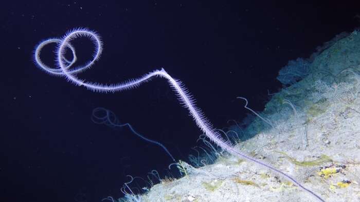 Image of Pourtalès' Black Wire Coral