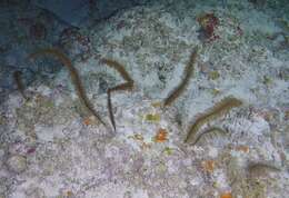 Image of Bottle-brush Black Coral