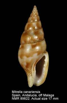 Sivun Mitrella canariensis (d'Orbigny 1840) kuva