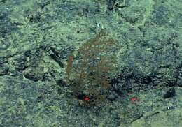 Image of black corals