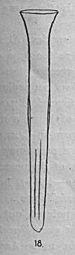 Image of Steenstrupiella intumescens (Jörgensen 1924) Kofoid & Campbell 1929