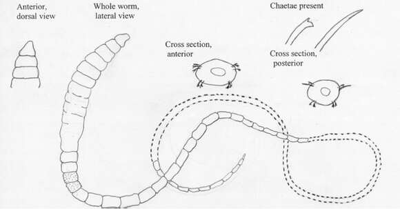 Tubificoides heterochaetus (Michaelsen 1926)的圖片