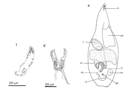 Image of Cheliplanilla cavavulcana Gobert, Reygel & Artois 2017