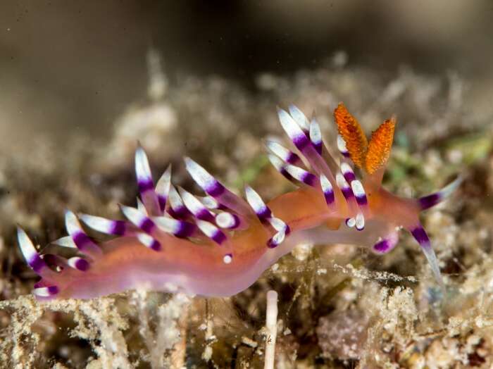 Image of Whitetip purple cerrata pink slug