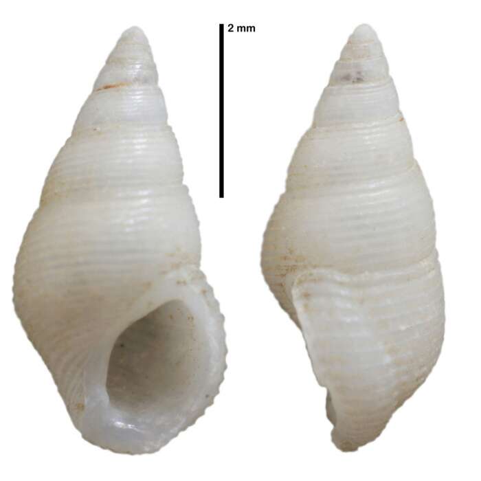 Image of Stosicia angioliformis Faber 2017