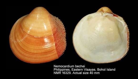 Слика од Nemocardium bechei (Reeve 1847)