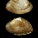 Image of Asian brackishwater clam