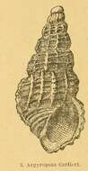 Image of Phosinella cartieri (Hornung & Mermod 1929)