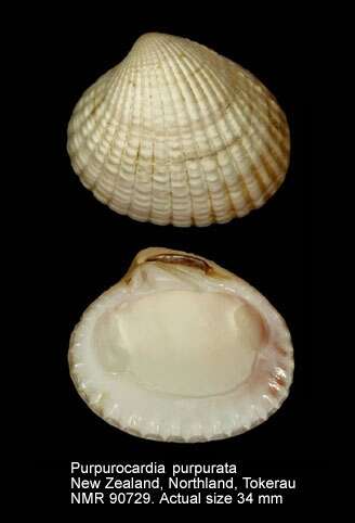 Image of Purpurocardia P. A. Maxwell 1969
