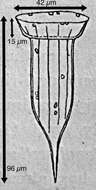 Imagem de Ormosella trachelium (Jörgensen) Kofoid & Campbell 1929