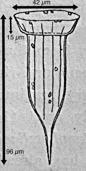 Imagem de Ormosella trachelium (Jörgensen) Kofoid & Campbell 1929